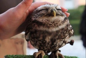 cutest-owl-in-the-world